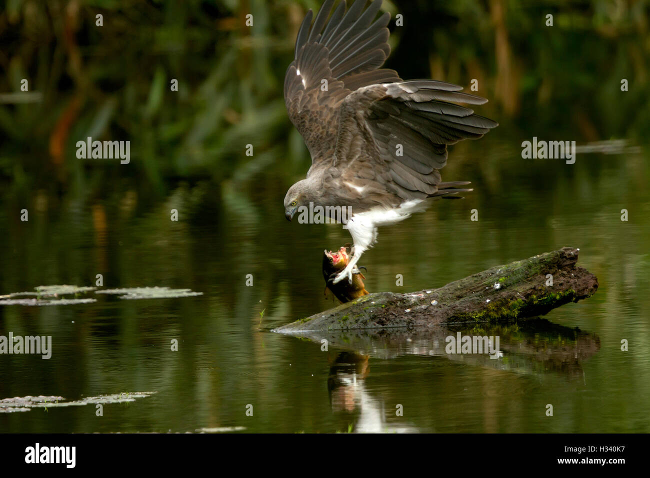The lesser fish eagle (Ichthyophaga humilis) with fish in a green lake water background Stock Photo