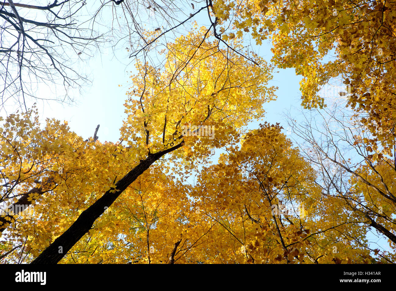 Colorful fall leaves in tall trees against a blue sky on a beautiful day in Central Illinois. Stock Photo
