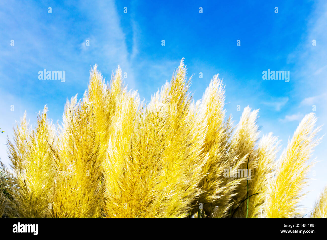 Pampas grass Cortaderia selloana flowering flowers plant evergreen