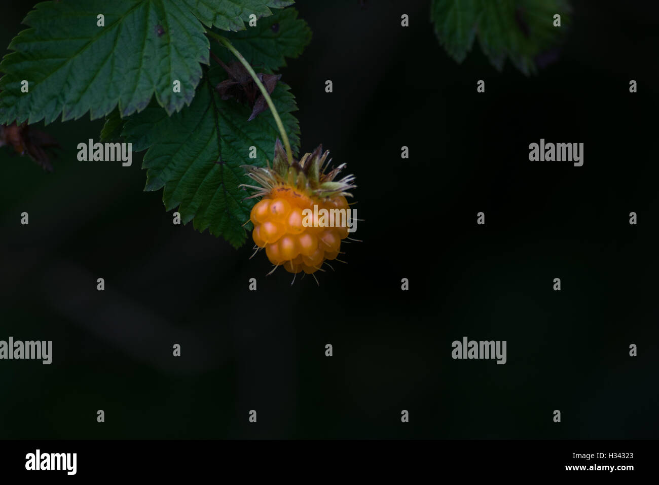 Salmon Berry Stock Photo Alamy