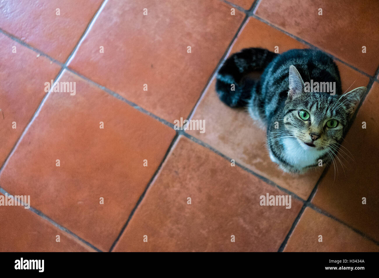 Small cat sitting on terracotta tiles looking up Stock Photo