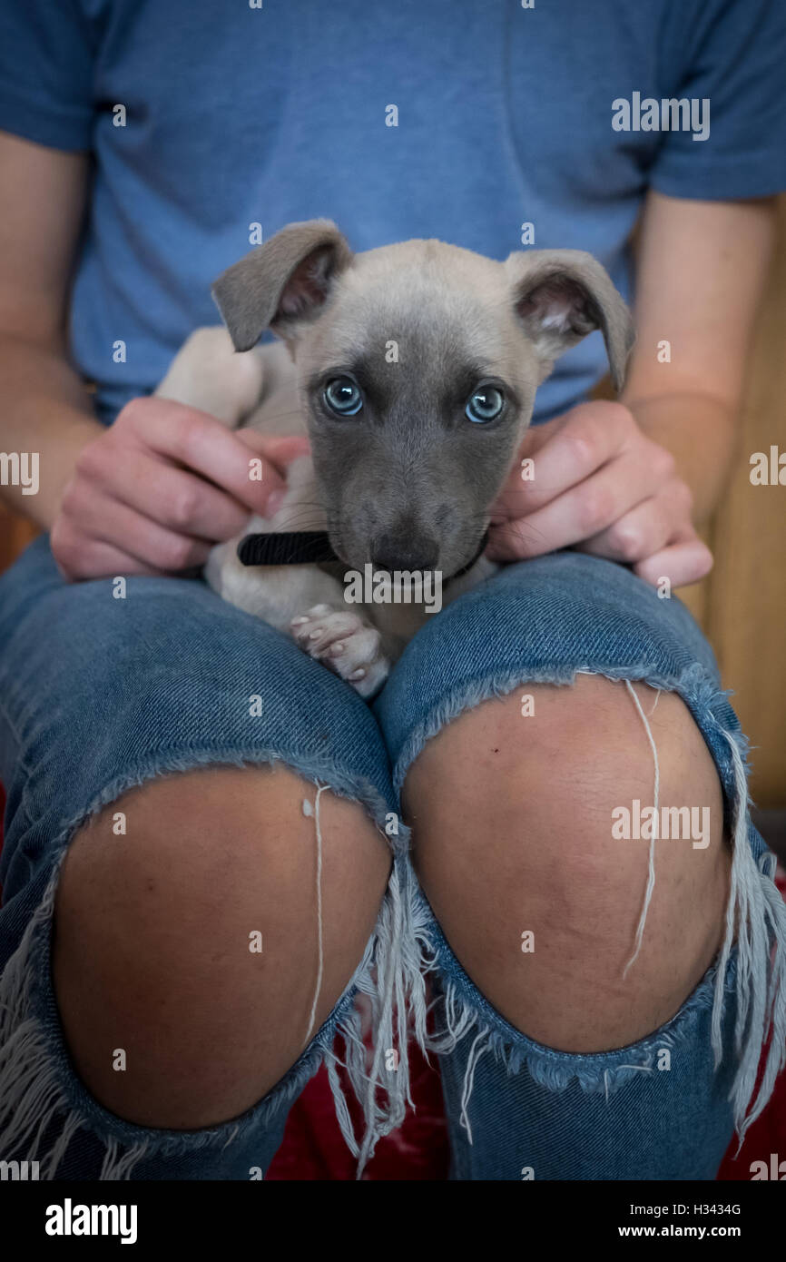 A beautiful lurcher puppy with blue eyes sitting on someone's lap Stock Photo