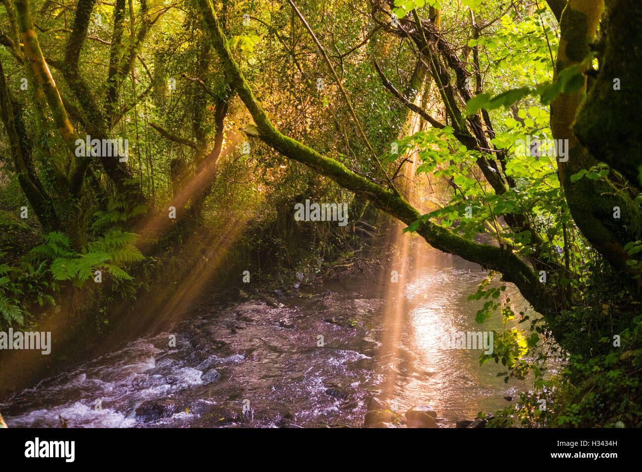 A view of the River Dare in the Dare Valley Country Park, Aberdare at dusk lit by rays of sunlight. Stock Photo