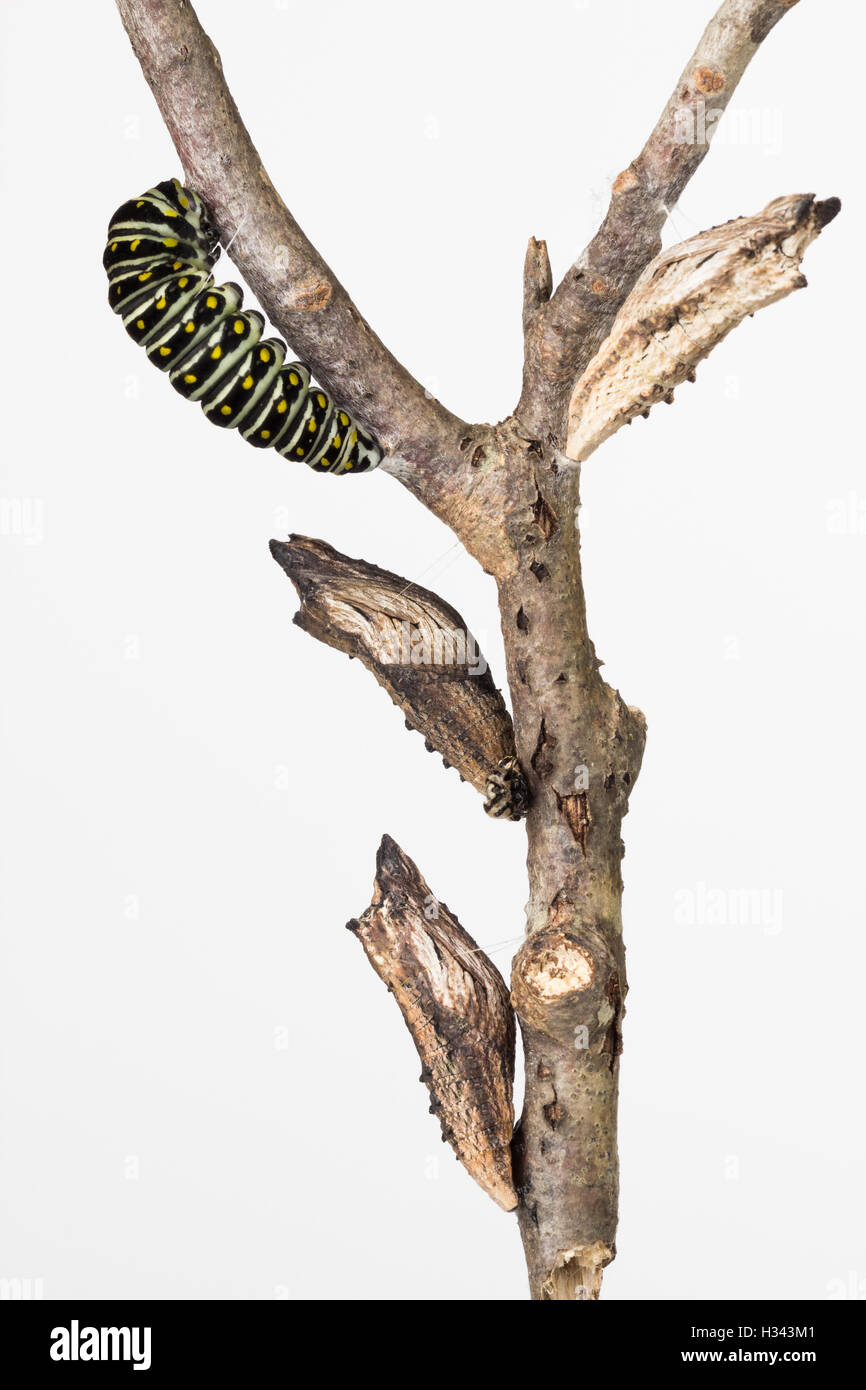 Close up of Swallowtail butterfly larva and pupae on a branch. Stock Photo