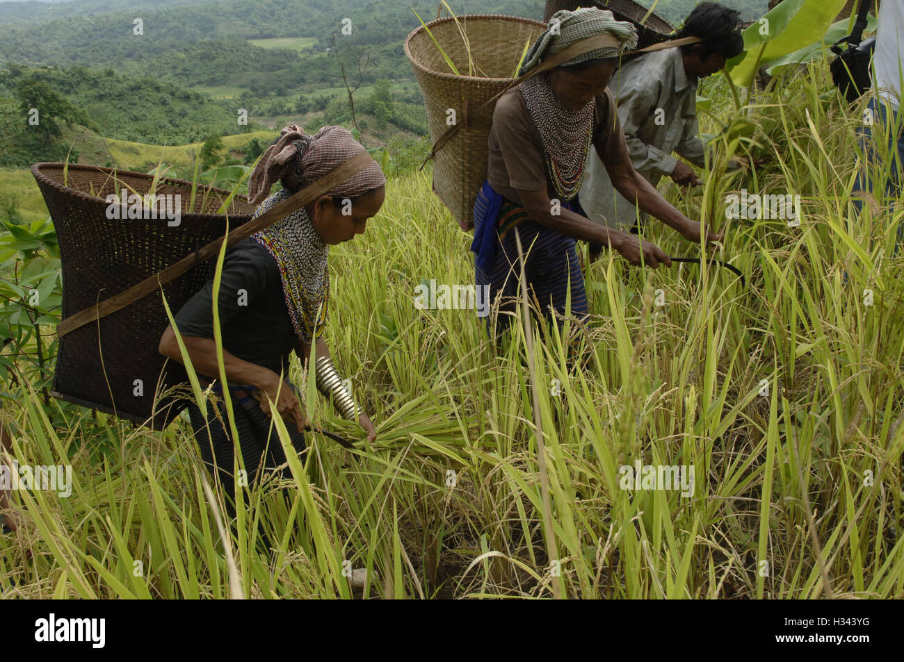Jhum Farming Rice Bangladeshi indigenous farmers are busy harvesting jhum rice from the ...