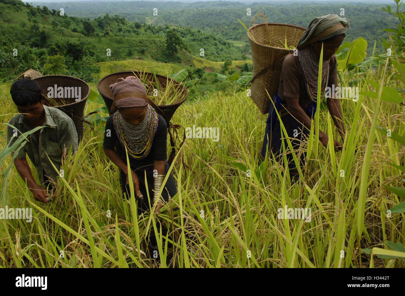 Jhum Farming Rice Bangladeshi indigenous farmers are busy harvesting jhum rice from the ...