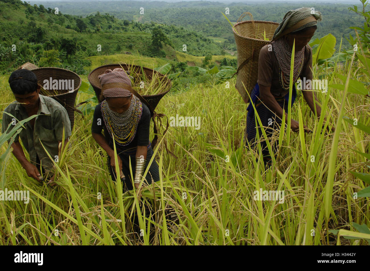 Jhum Farming Rice Bangladeshi indigenous farmers are busy harvesting jhum rice from the ...