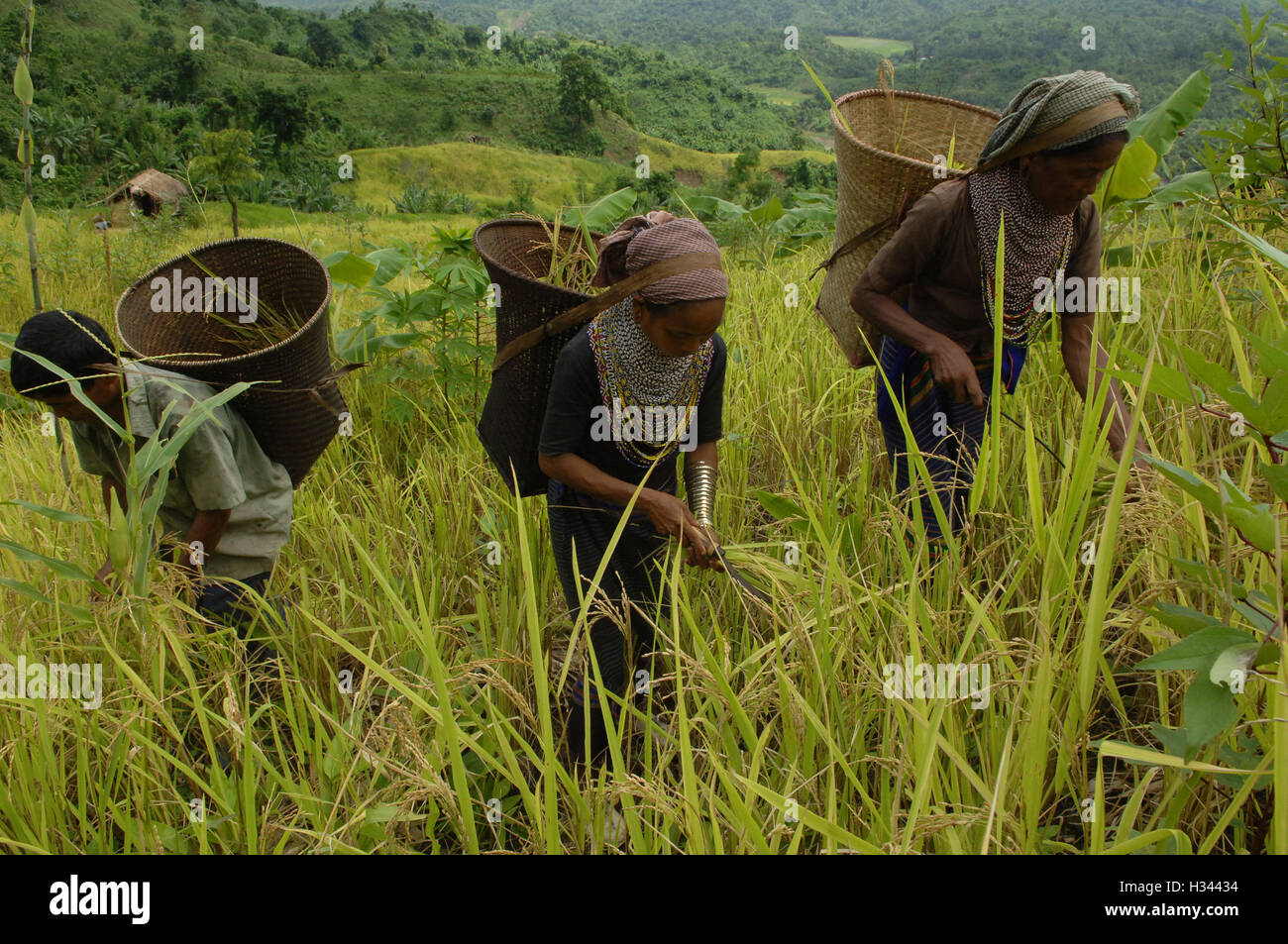 Jhum Farming Rice Bangladeshi indigenous farmers are busy harvesting jhum rice from the ...