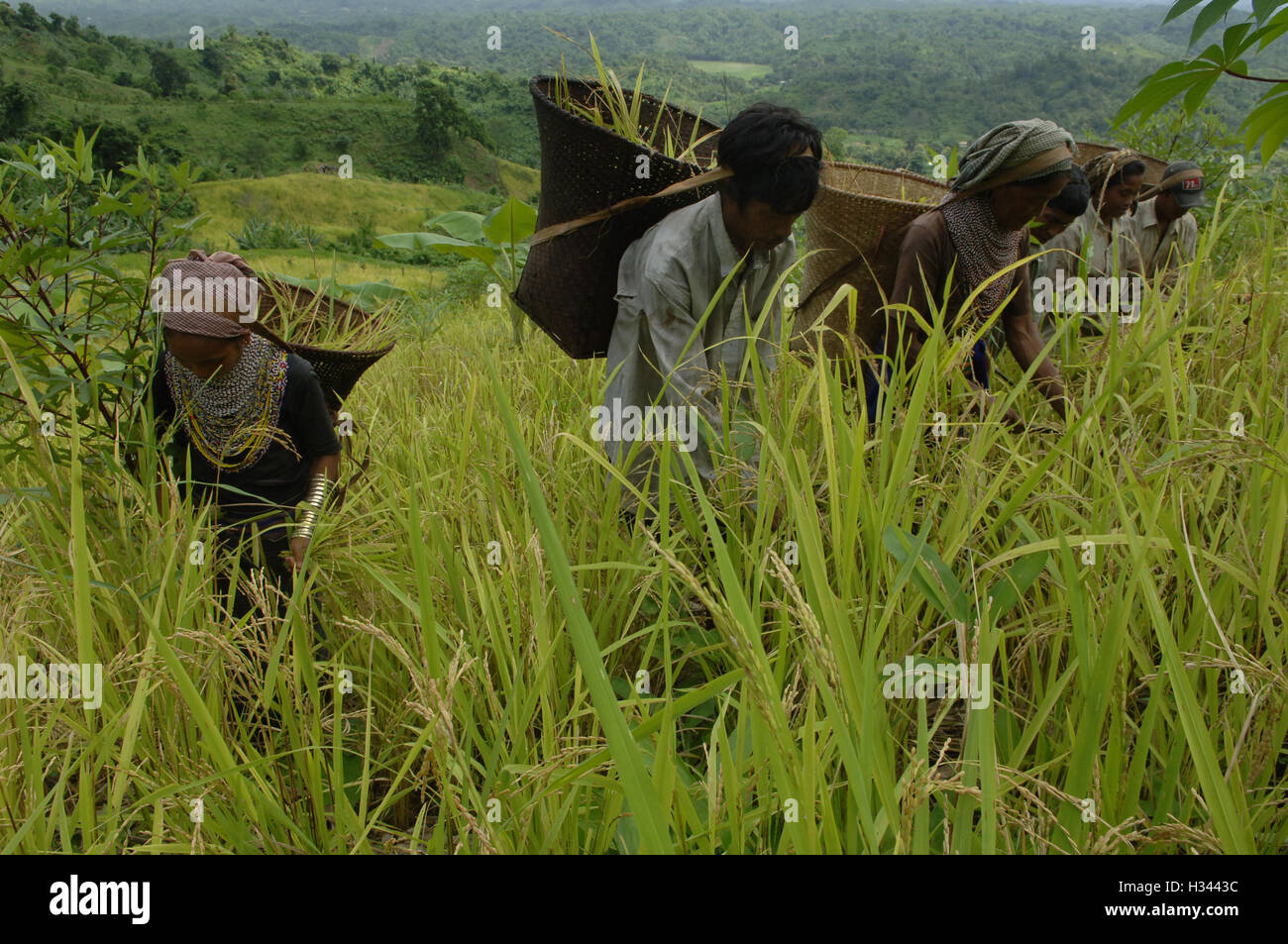 Jhum Farming Rice Bangladeshi indigenous farmers are busy harvesting jhum rice from the ...