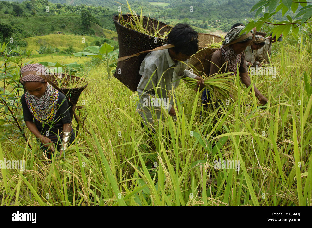 Bangladeshi indigenous farmers are busy harvesting jhum rice from the ...