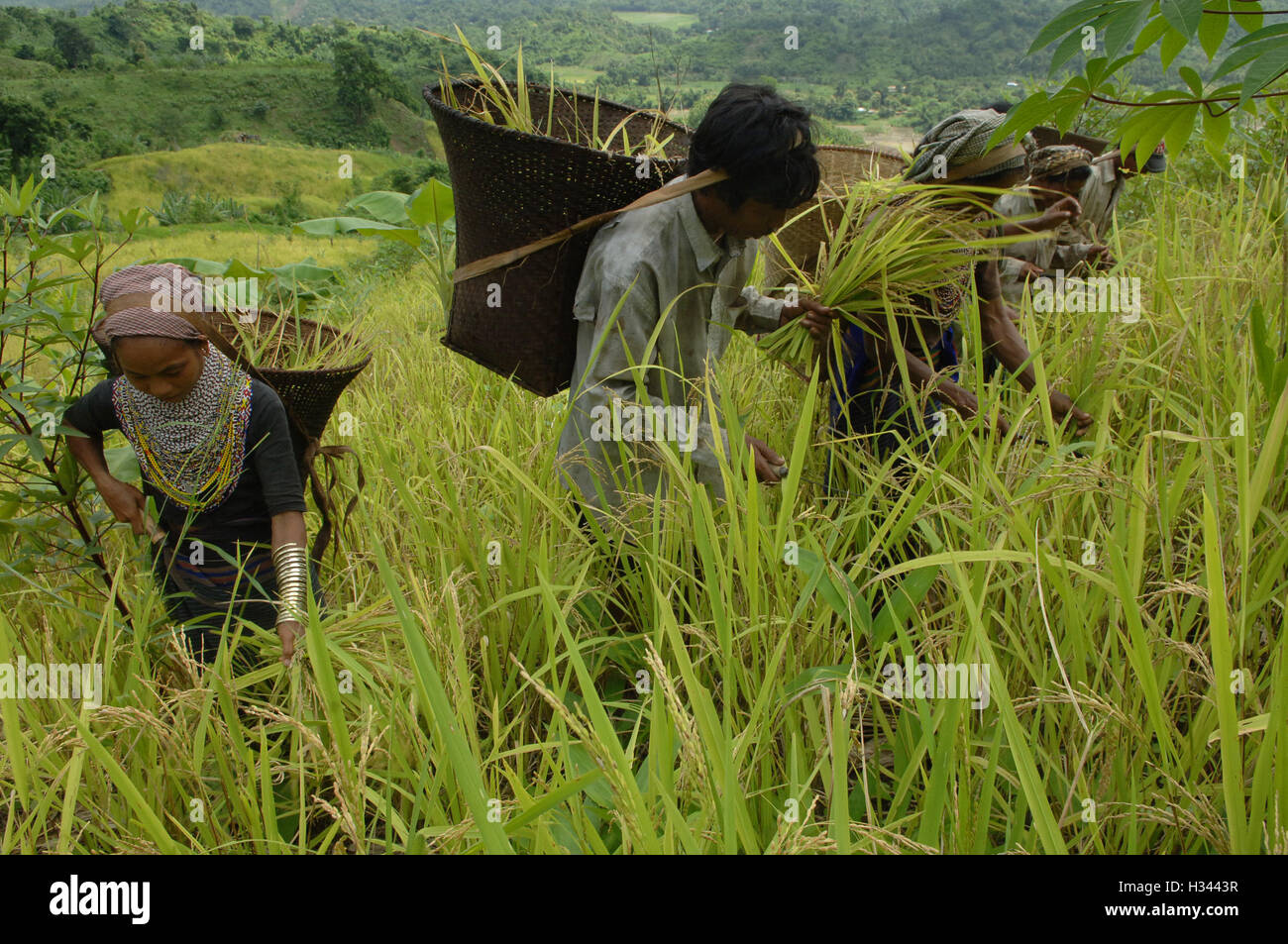 Jhum Farming Rice Bangladeshi indigenous farmers are busy harvesting jhum rice from the ...
