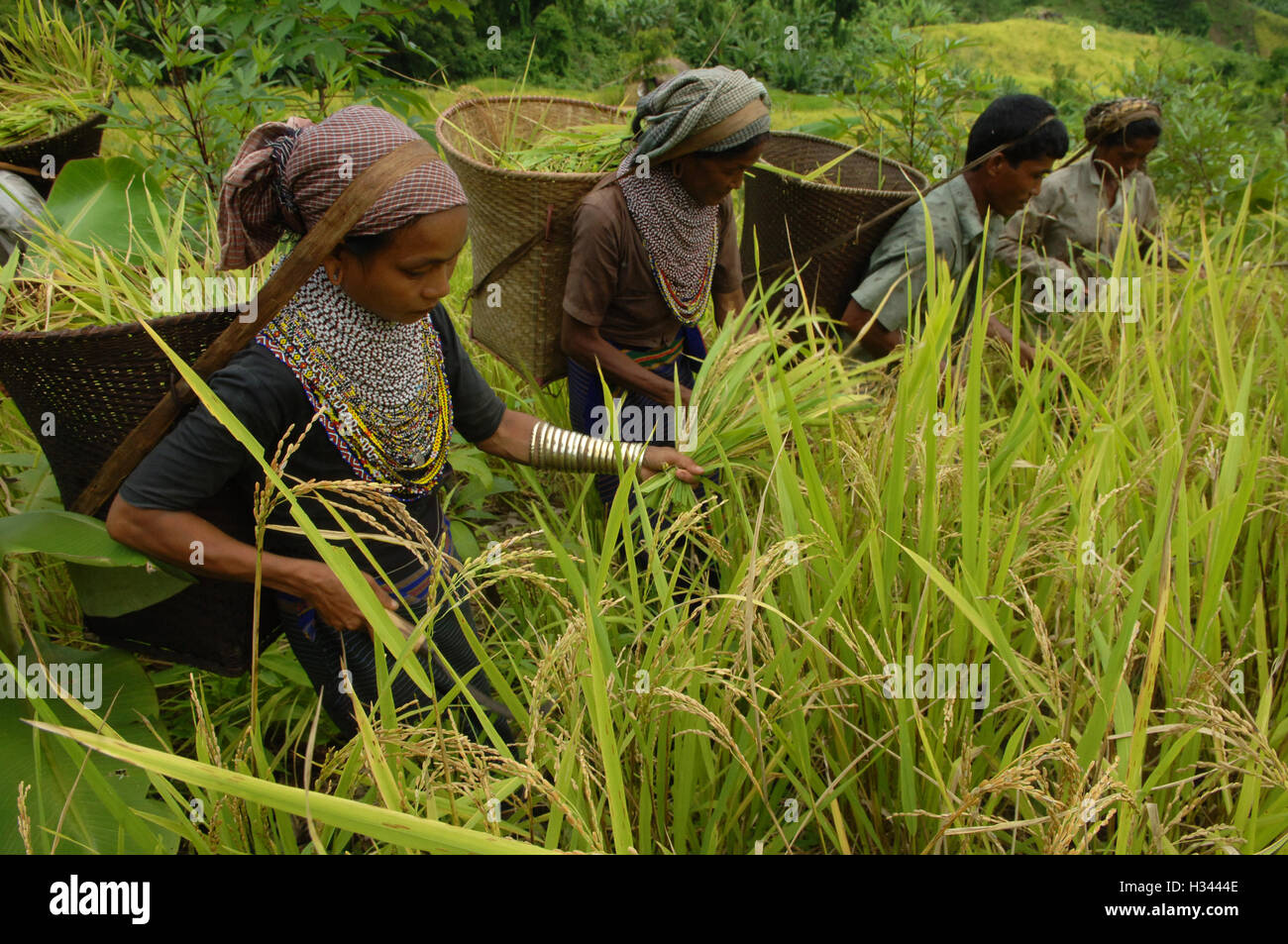 Bangladeshi indigenous farmers are busy harvesting jhum rice from the ...