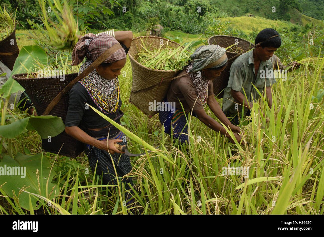 Jhum Farming Rice Bangladeshi indigenous farmers are busy harvesting jhum rice from the ...