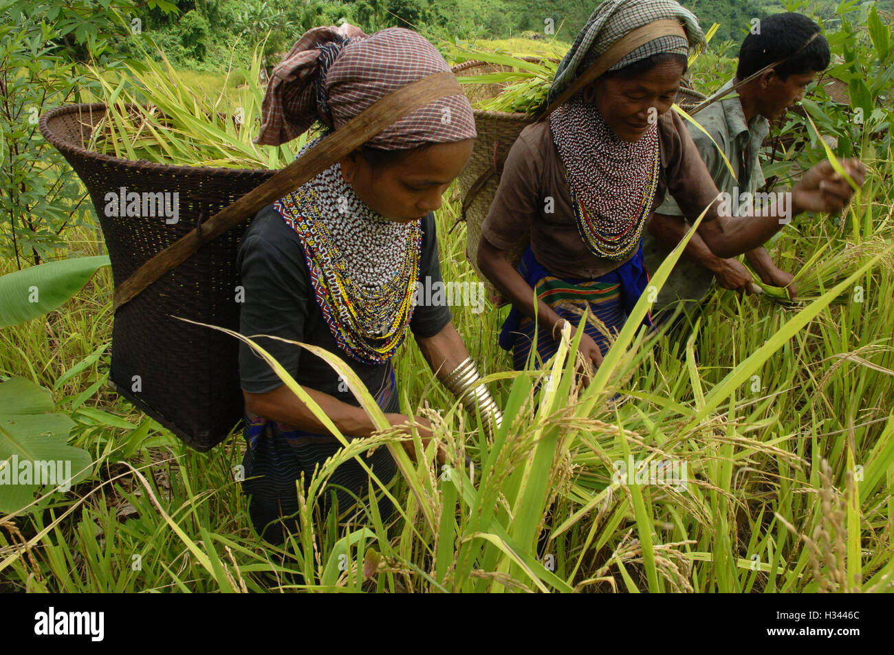 Jhum Farming Rice Bangladeshi indigenous farmers are busy harvesting jhum rice from the ...