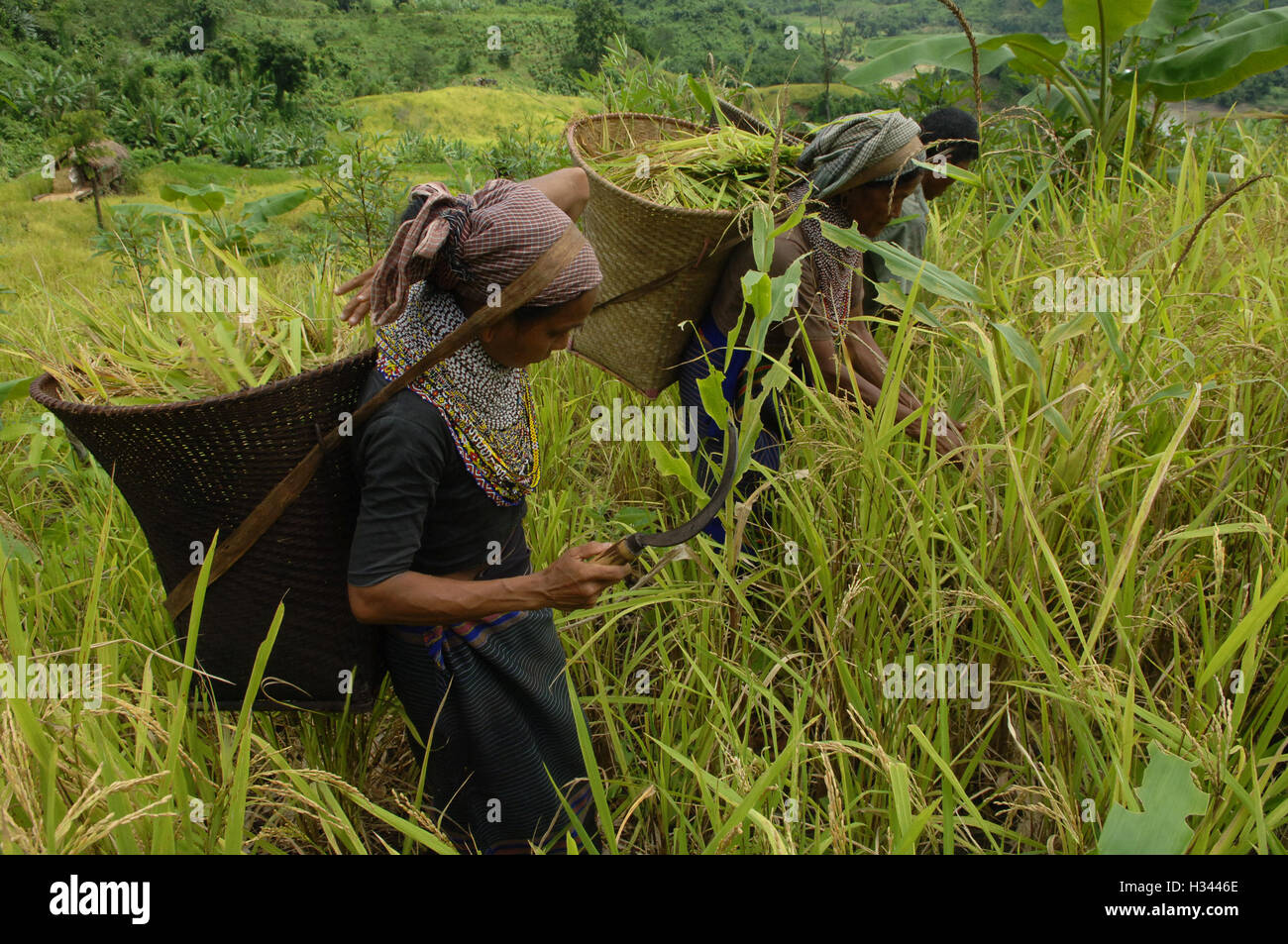 Jhum Farming Rice Bangladeshi indigenous farmers are busy harvesting jhum rice from the ...