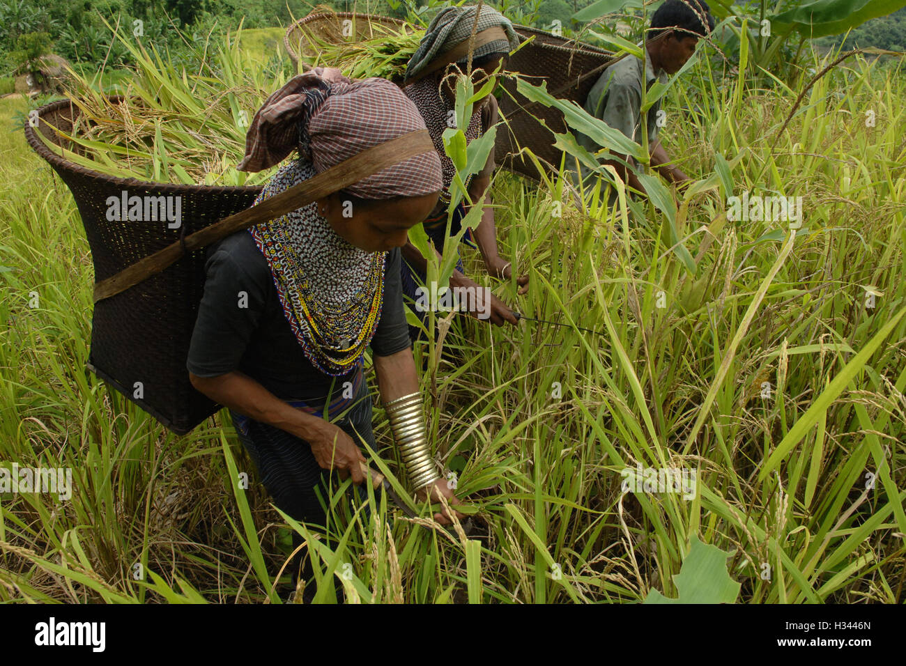 Jhum Farming Rice Bangladeshi indigenous farmers are busy harvesting jhum rice from the ...
