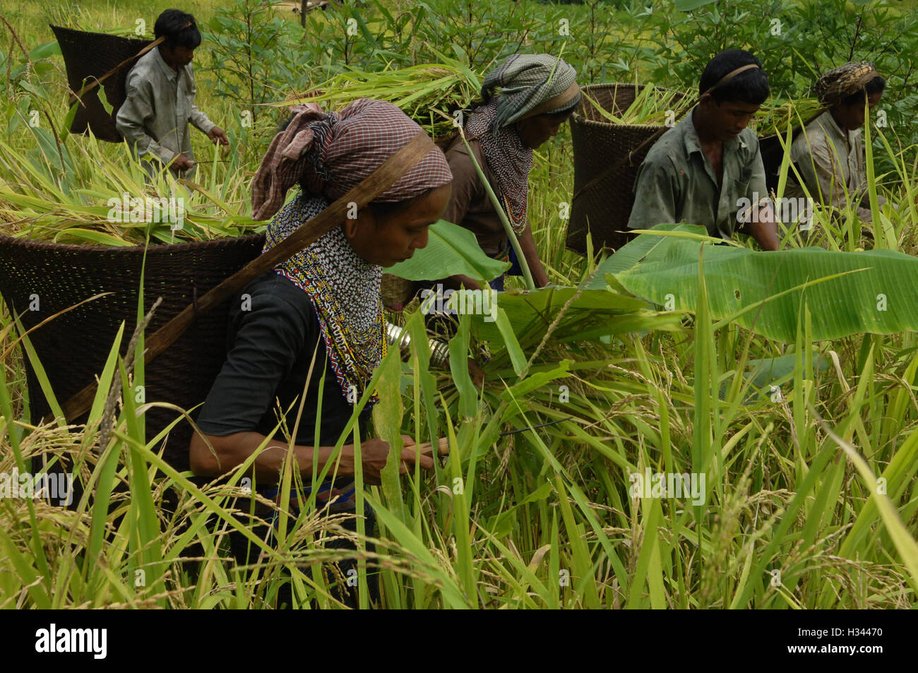 Jhum Farming Rice Bangladeshi indigenous farmers are busy harvesting jhum rice from the ...