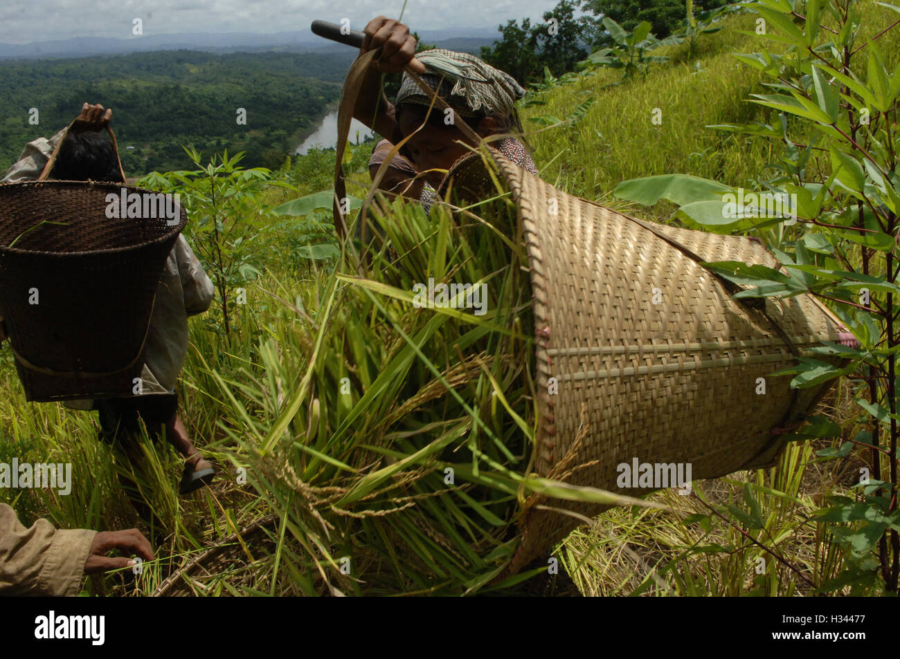Jhum Farming Rice Bangladeshi indigenous farmers are busy harvesting jhum rice from the ...