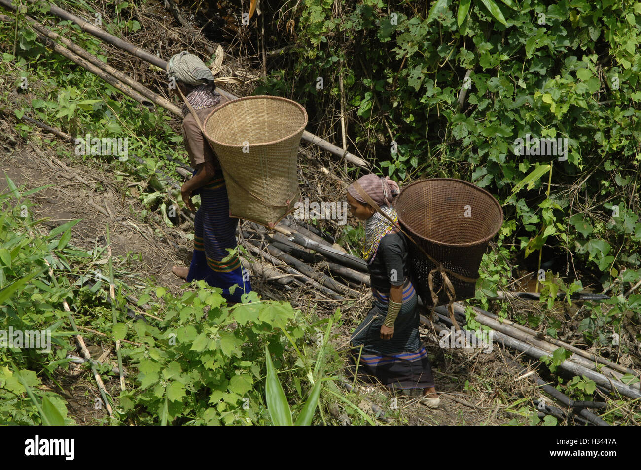 Jhum Farming Rice Bangladeshi indigenous farmers are busy harvesting jhum rice from the ...