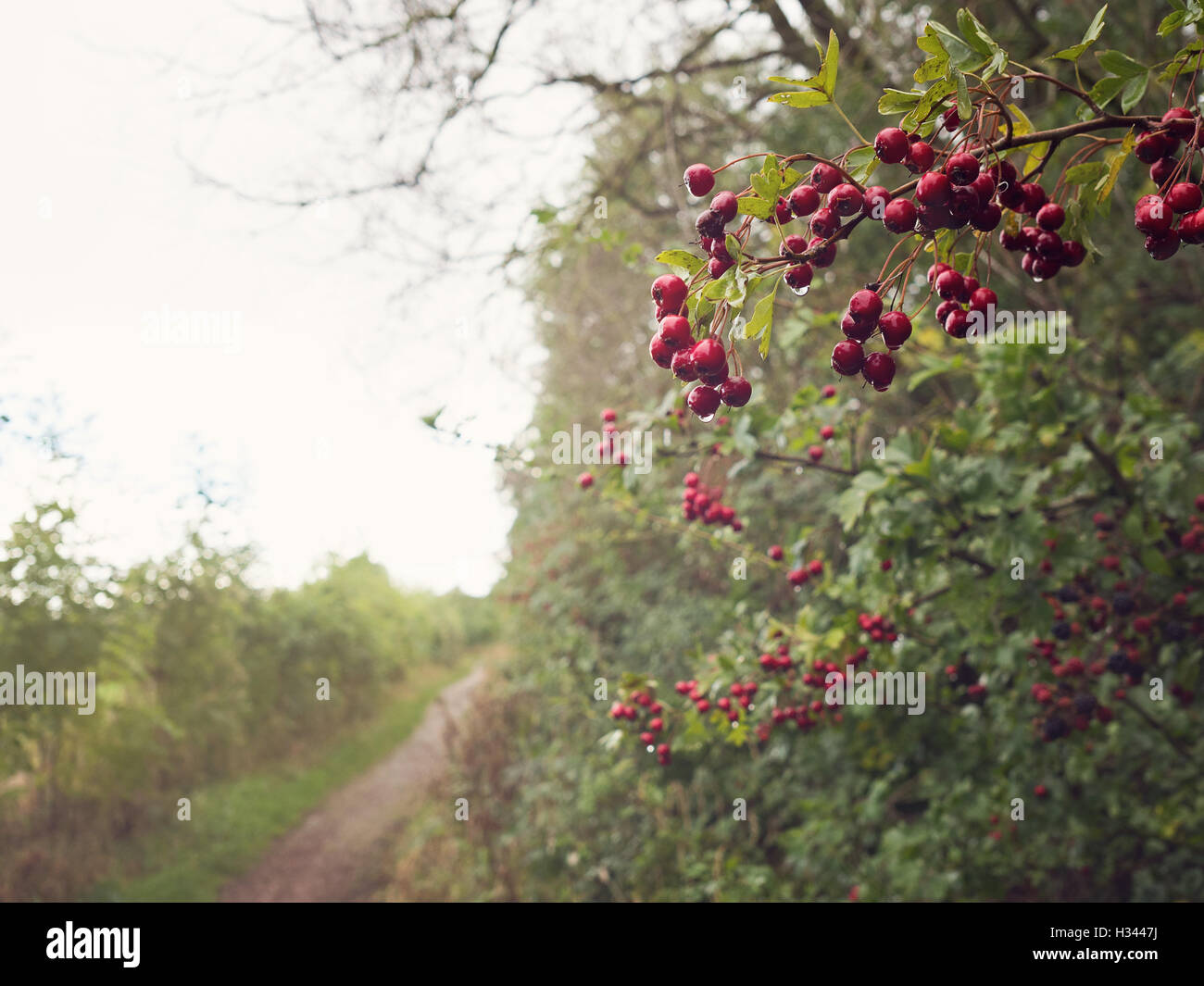 Winter hedgerow berries hi-res stock photography and images - Alamy