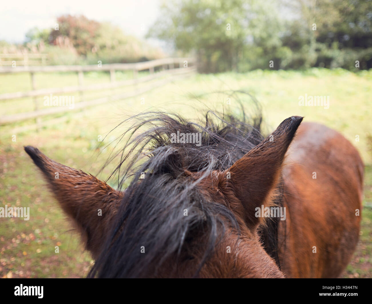 close up horse ears Stock Photo Alamy