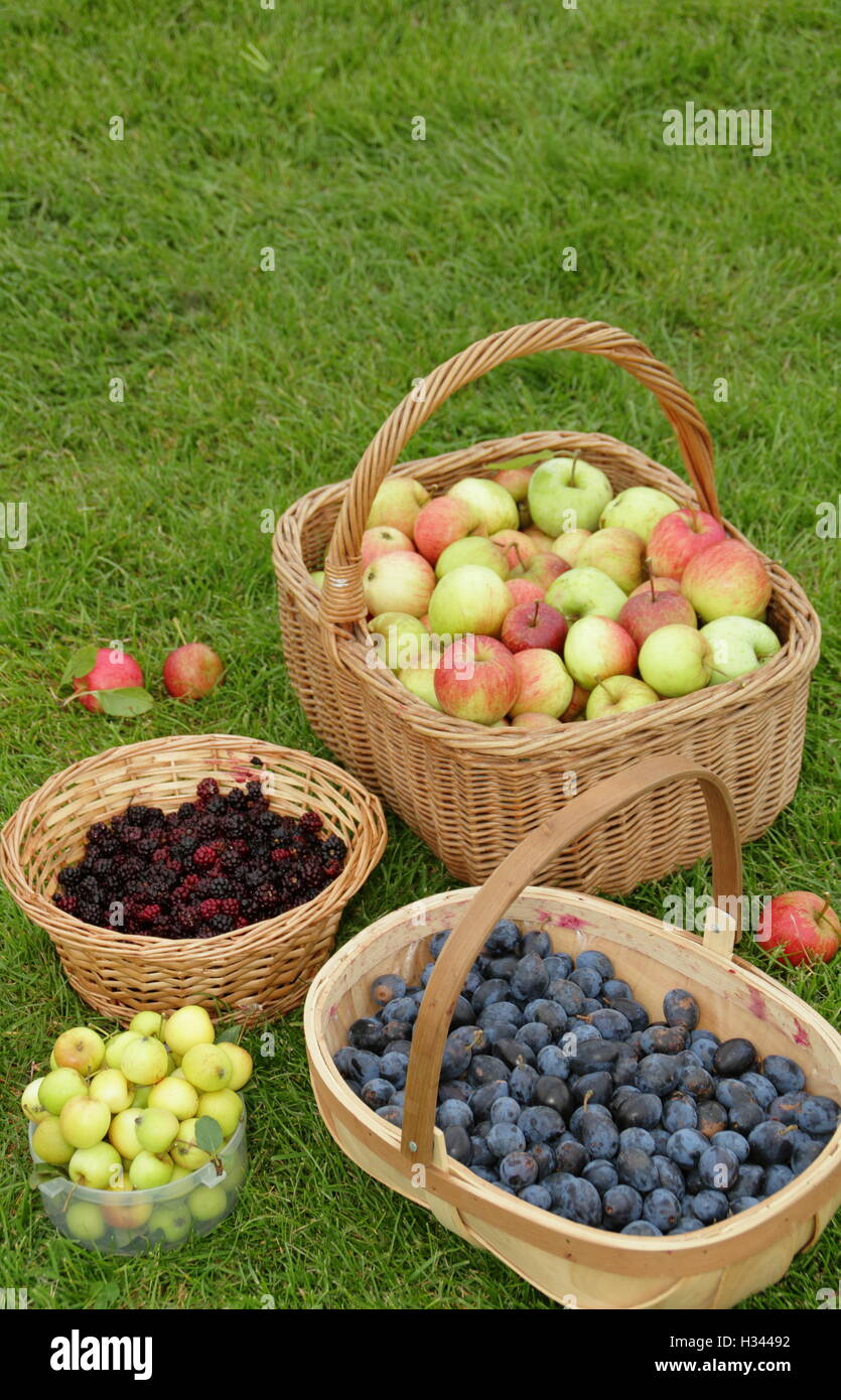 Baskets filled with hedgerow fruits and berries including blackberries