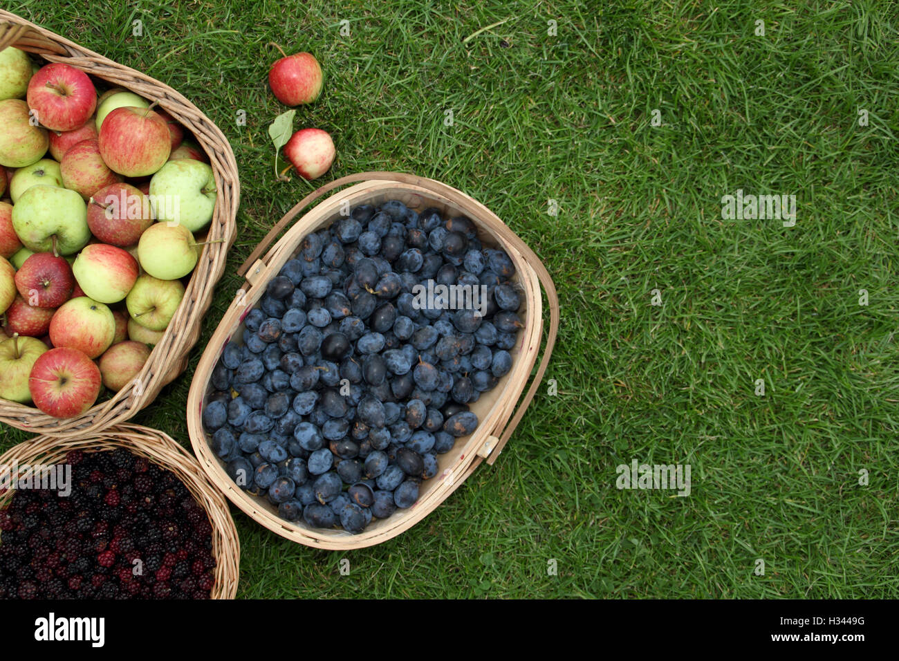 Baskets filled with foraged blackberries, apples and damsons picked in the English countryside during autumn, UK  - copy space Stock Photo