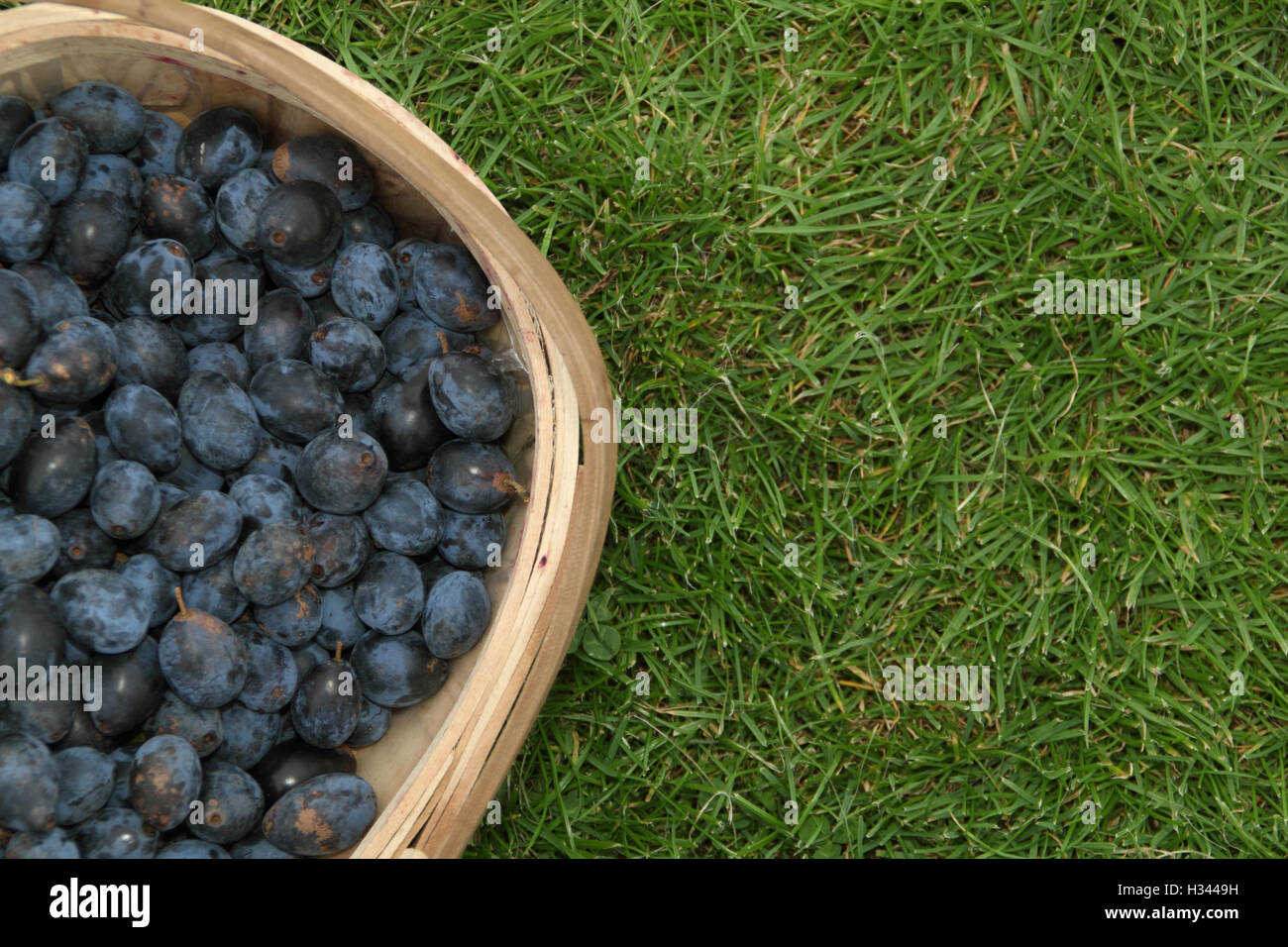 A trug filled with wild damsons (prunus institia) foraged from  trees edging a public footpath in the English countryside, UK Stock Photo