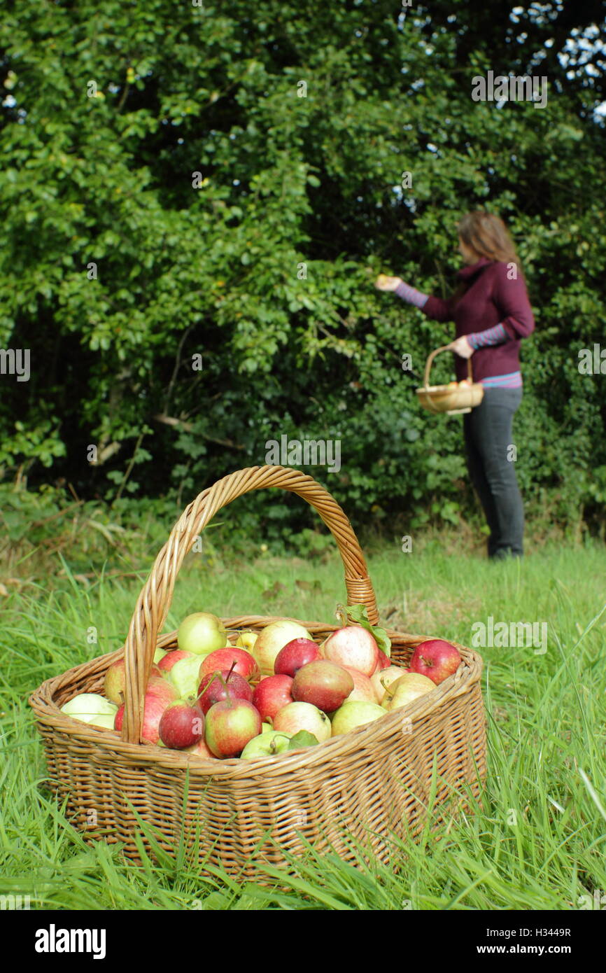 A woman forages for  apples in the English countryside during early autumn Stock Photo