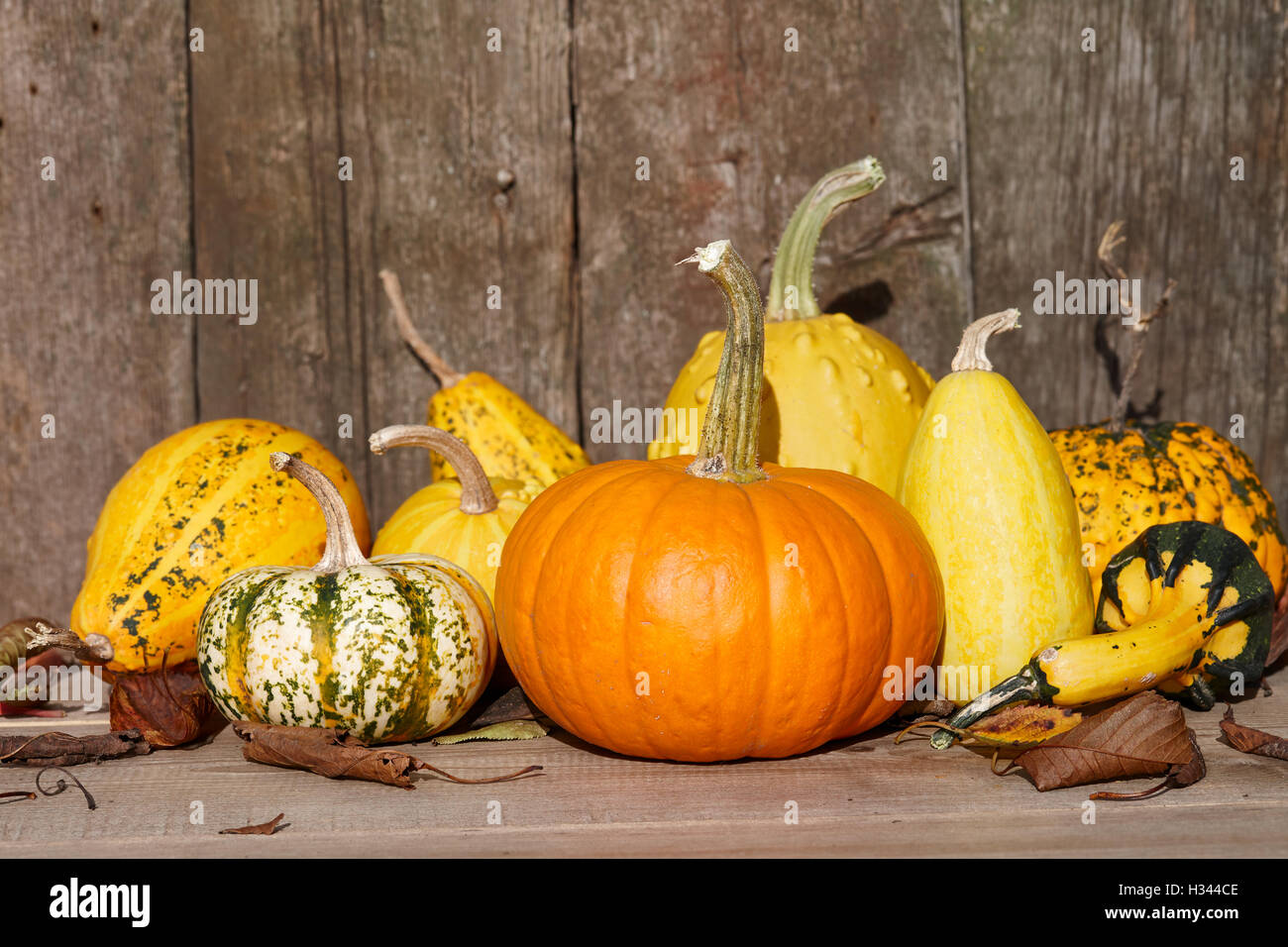 Autumn pumpkins still life Stock Photo - Alamy