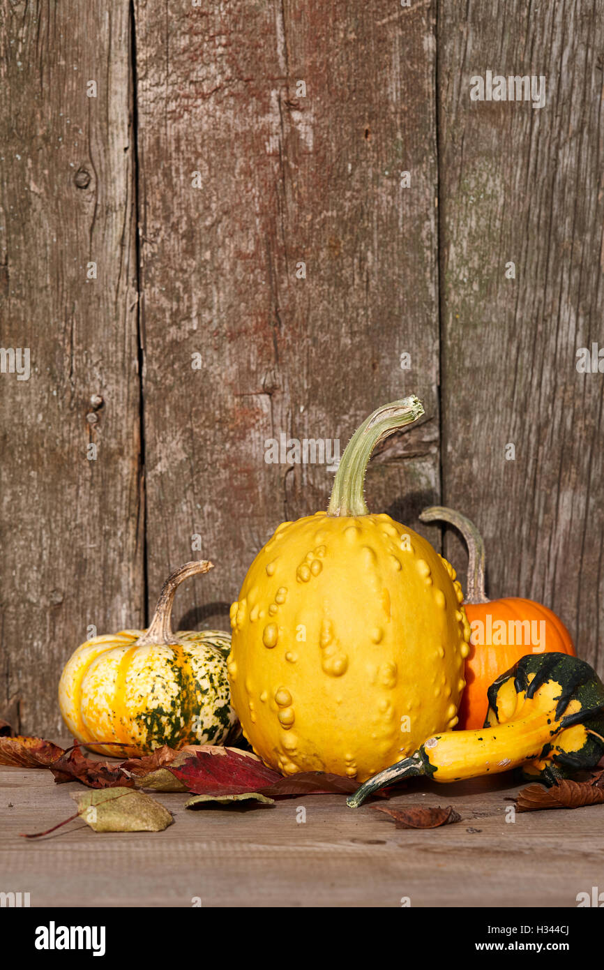 Autumn pumpkins still life Stock Photo - Alamy