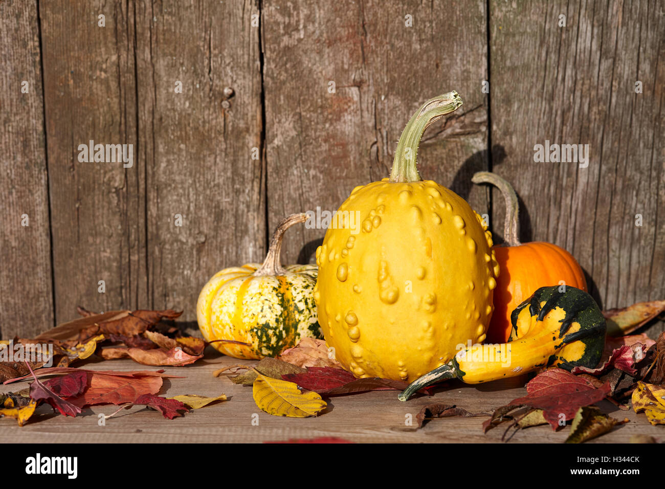 Autumn Pumpkins Still Life Stock Photo - Alamy