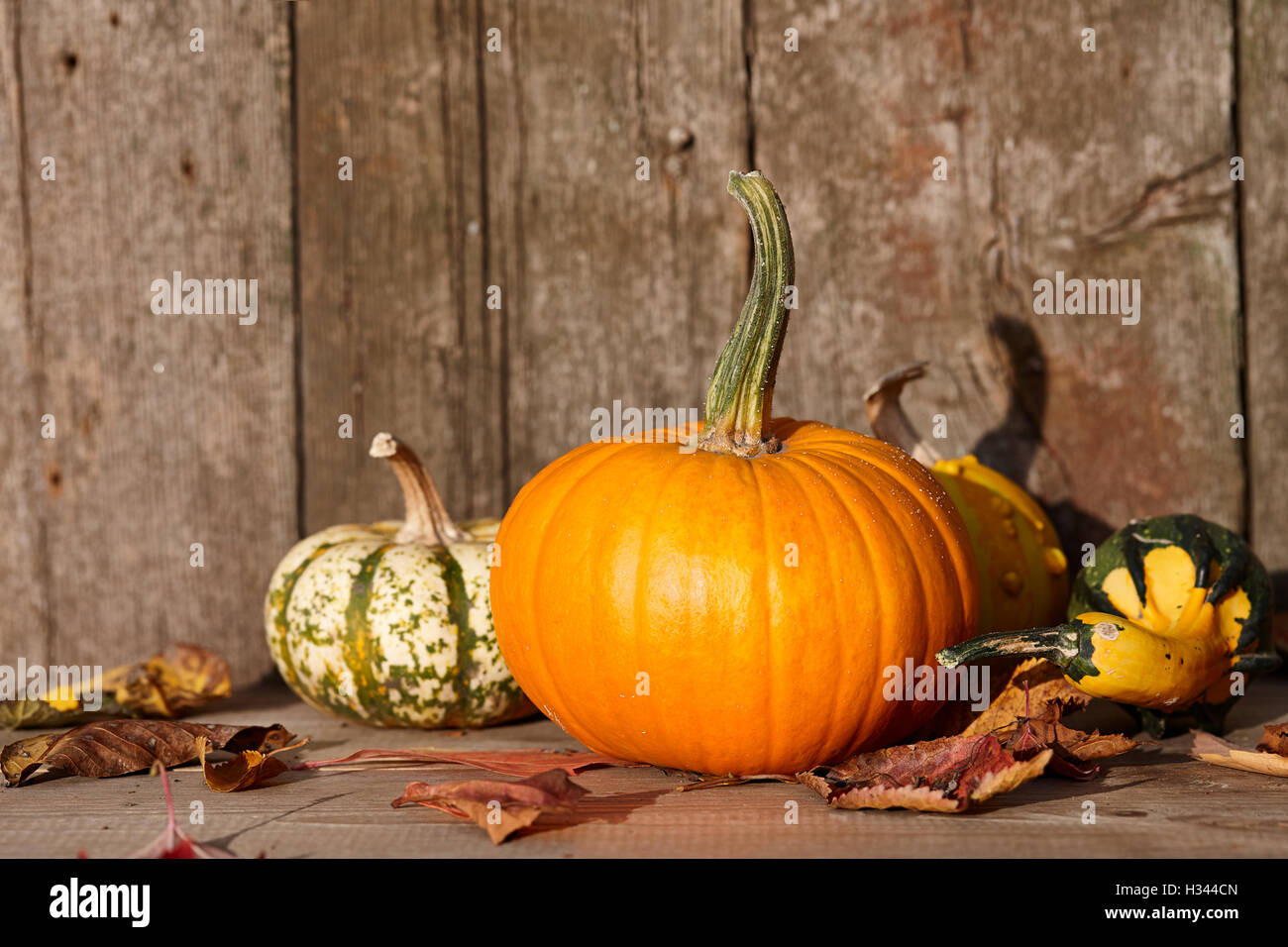 Autumn pumpkins still life Stock Photo - Alamy