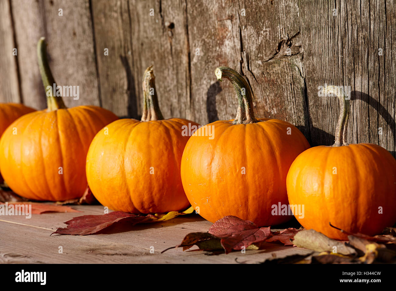 Autumn pumpkins still life Stock Photo - Alamy
