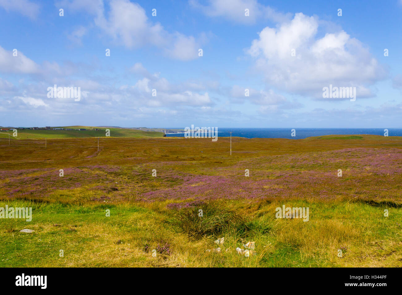 Rural scottish panorama. Erica arborea  meadows. Travel destinations Stock Photo