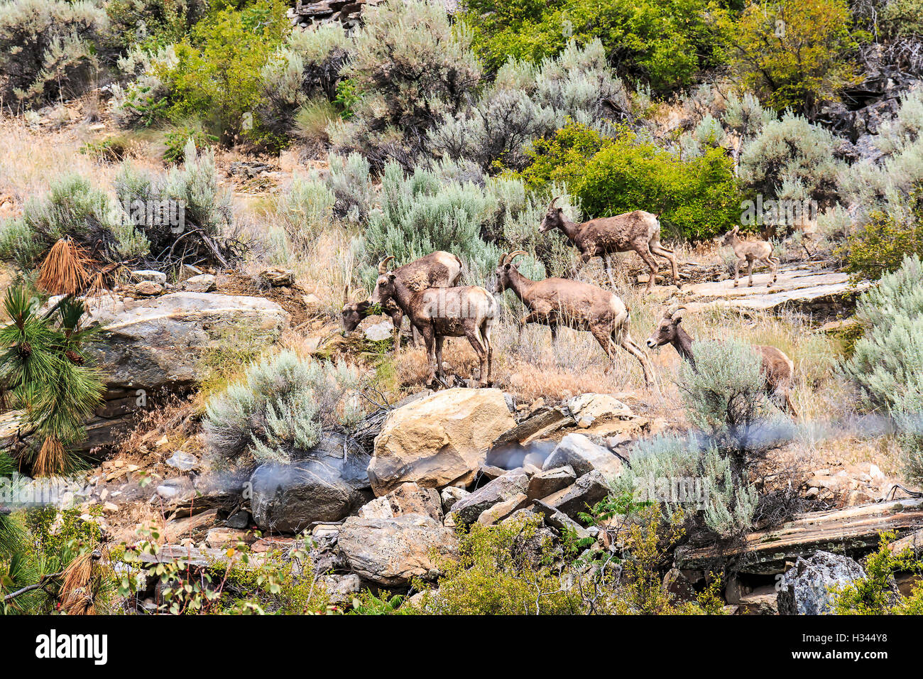 Female Bighorn sheep and young sheep on hillside, seen during farm tour at Covert Farms in the southern Okanagan Valley, Canada Stock Photo