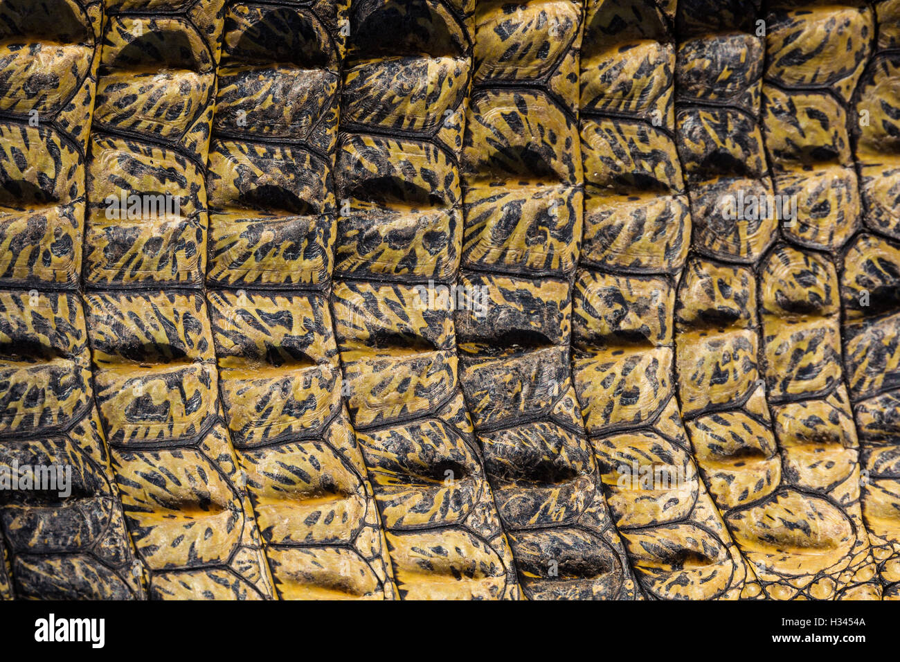 Vintage Green Crocodile Skin Texture Stock Photo, Picture And Royalty Free  Image. Image 13880261.