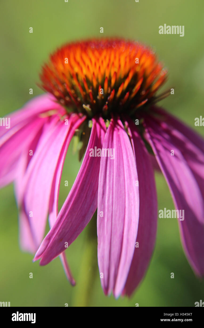 Pink daisy with green background. Stock Photo