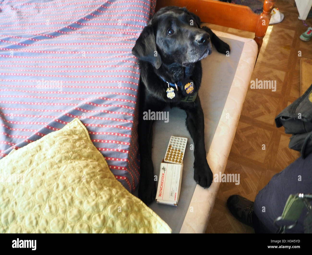 Police K9 search dog finds a box of bullets during a house search