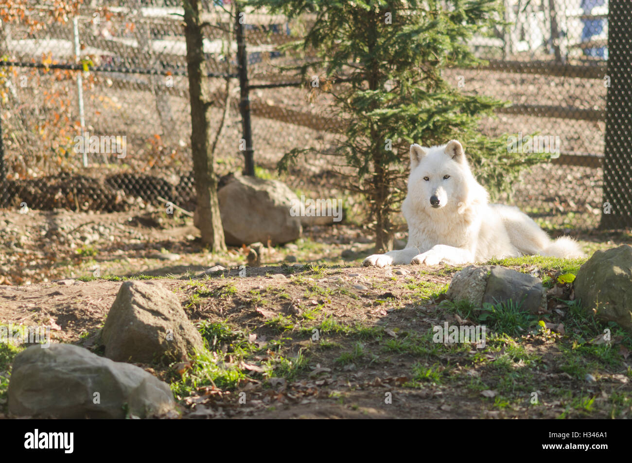Single Captive Artic Wolf (Canis lupus arctos) in Zoo enclosure Stock Photo