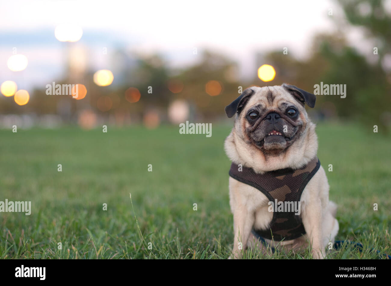 Pug portrait sitting in Grass wearing harness Stock Photo