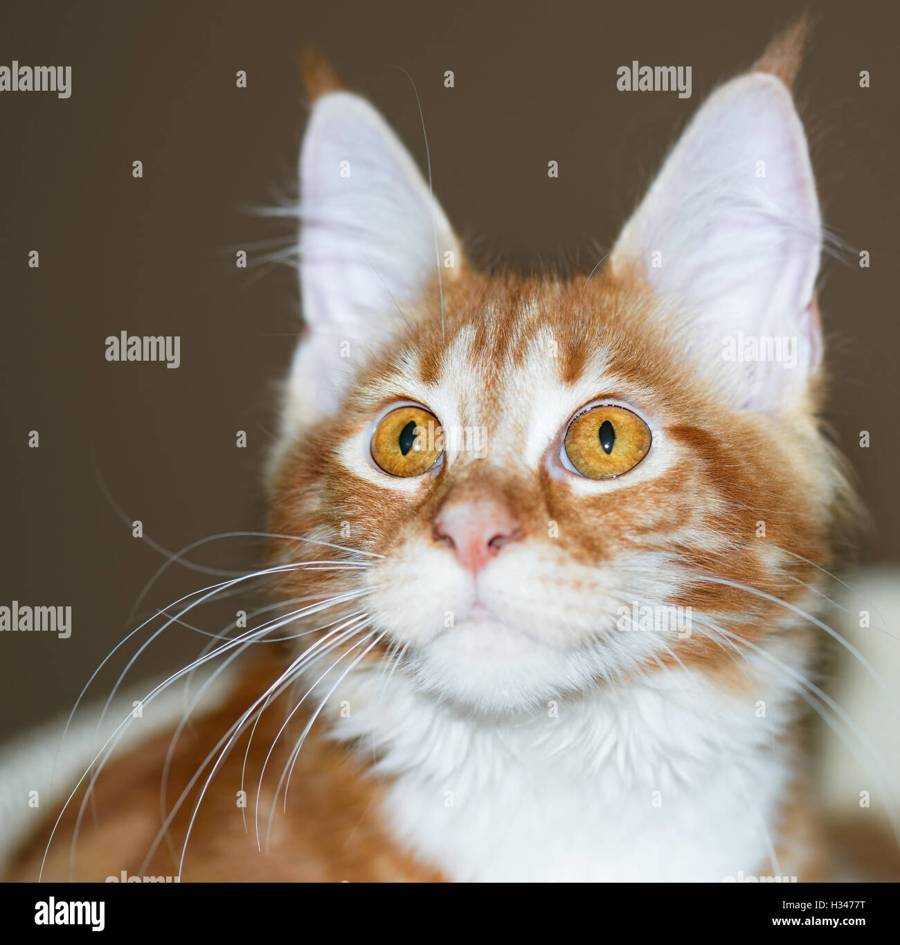 Maine Coon kitten Stock Photo Alamy