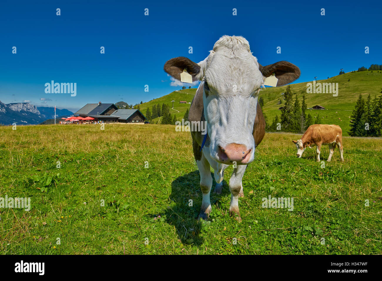 Milk Cow feeding fresh grass in Austrian Alps Hill Stock Photo - Alamy