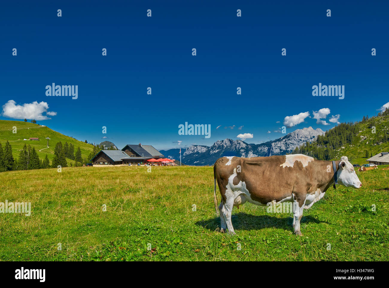 Milk Cow feeding fresh grass in Austrian Alps Hill Stock Photo - Alamy