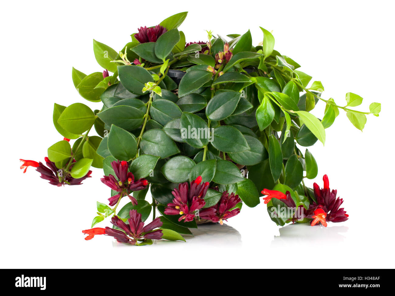 Lipstick Plant (Aeschynanthus radicans) in pot, isolated on whit Stock Photo