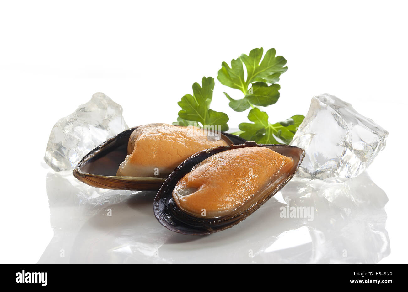 Mussel on the shell Stock Photo