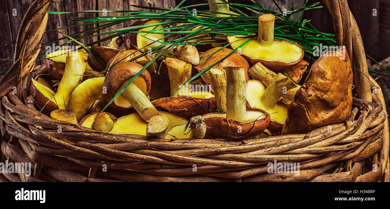Still life of yellow boletus mushrooms Stock Photo