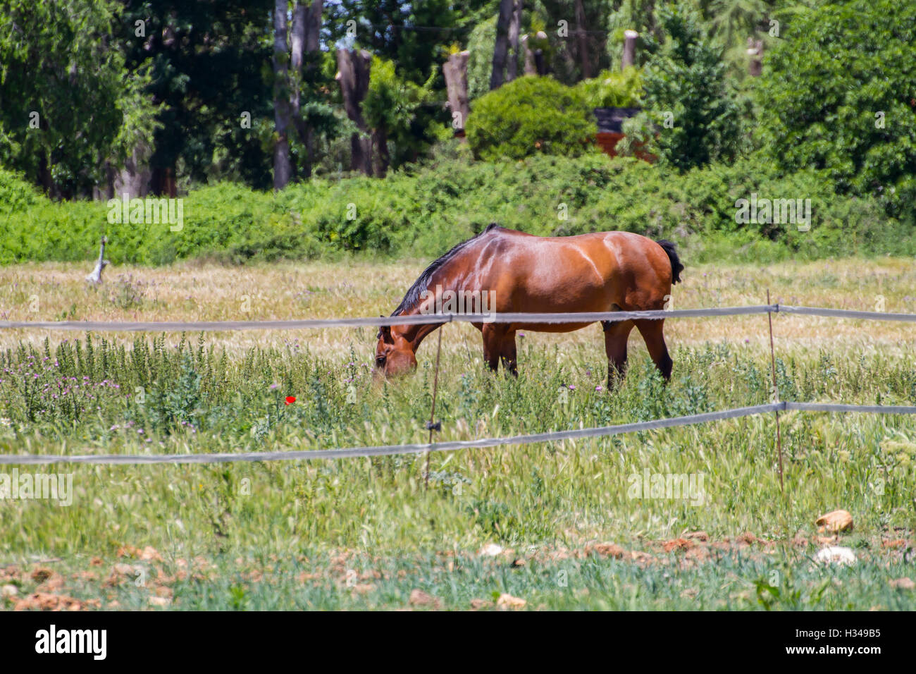 brown horse grazing in a green pasture, spanish horses Stock Photo - Alamy