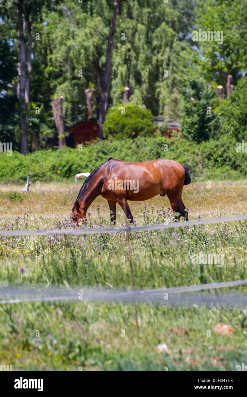 brown horse grazing in a green pasture, spanish horses Stock Photo - Alamy