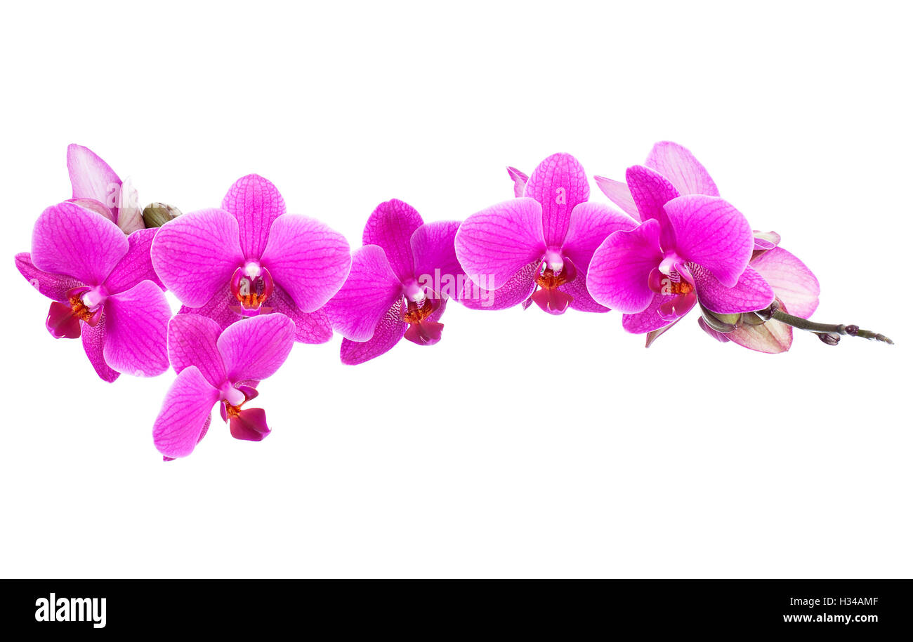 Pink orchid isolated on a white background Stock Photo - Alamy